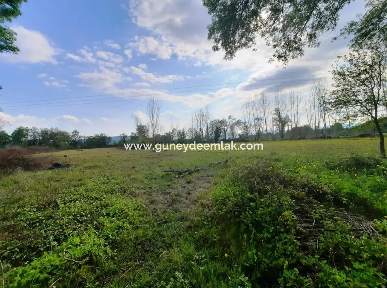 Köyceğiz Zeytinalanında Göl Manzaralı 7668 M2 Kelepir Arazi Satılık