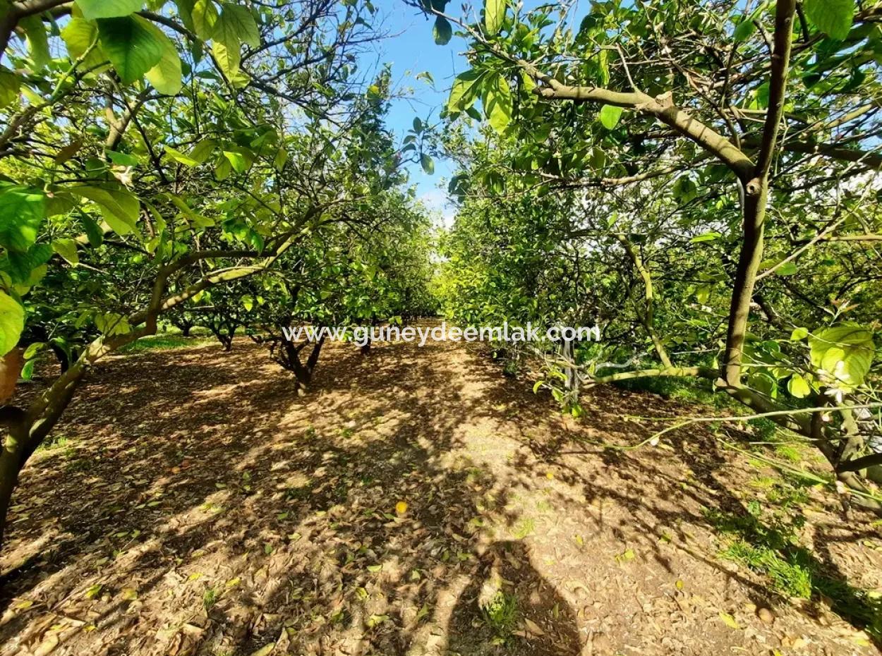 Ortaca Güzelyurtta 1 500 M2 Arsa Satılık 250 M2 İnşaat İzni Var