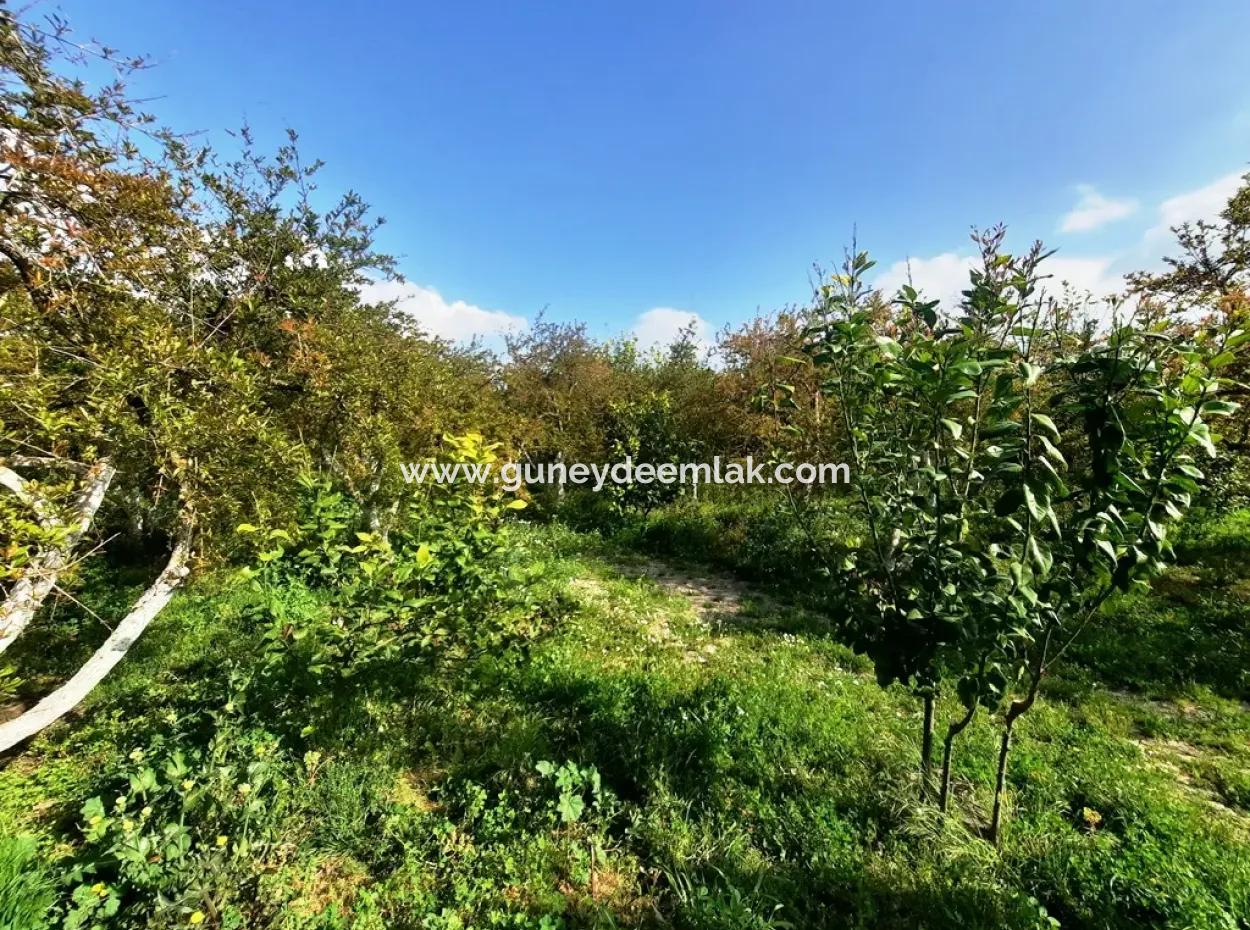 Ortaca Güzelyurtta 1 500 M2 Arsa Satılık 250 M2 İnşaat İzni Var