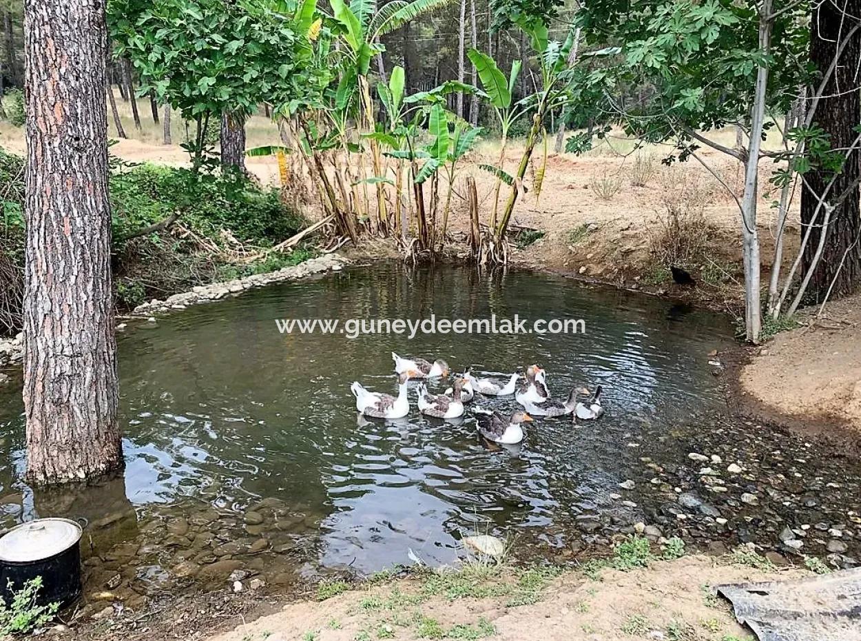 Ortaca Çaylıda Çam Ormanı İçinde Çay Kenarı 10345 M2 Arazi Ve Müstakil Ev Satılık