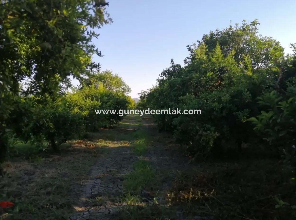 Ortaca Tepearasında Satılık Bahçe