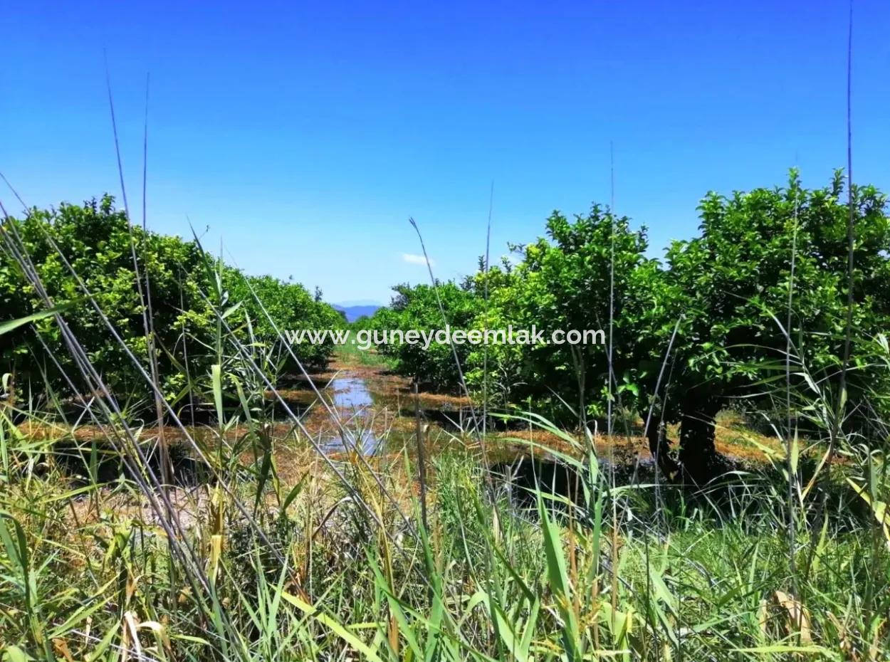 Ortacada Satılık Kelepir Limon Bahçesi