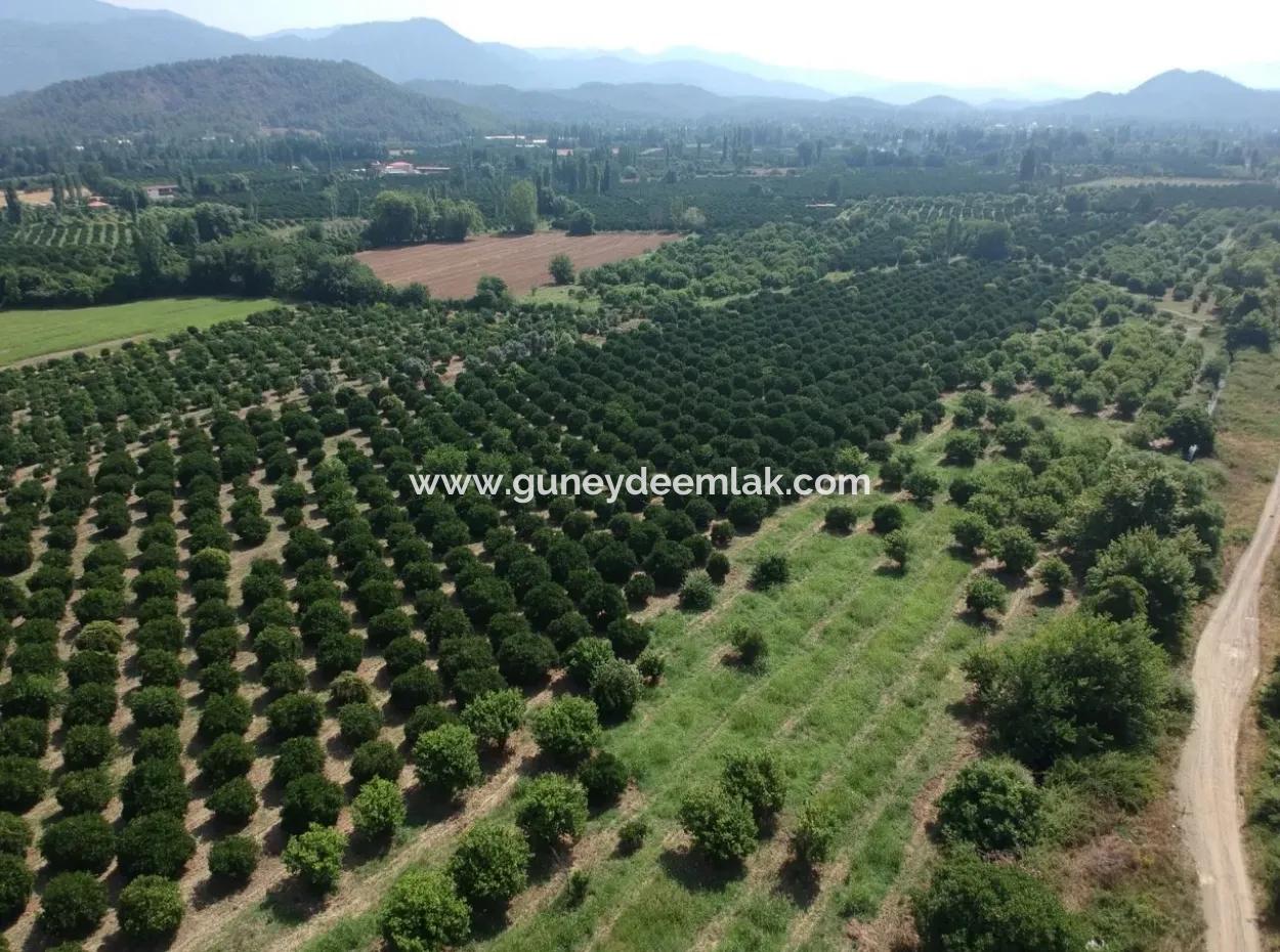 Beyobası Nda Satılık Portakal Bahçesi