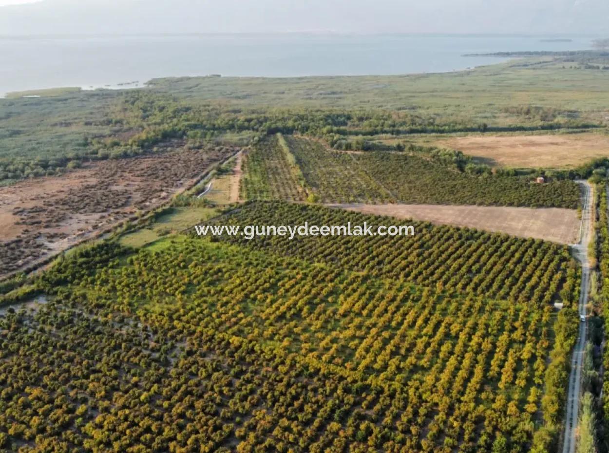 Muğla Ortaca Tepearasında Satılık Nar Bahçesi
