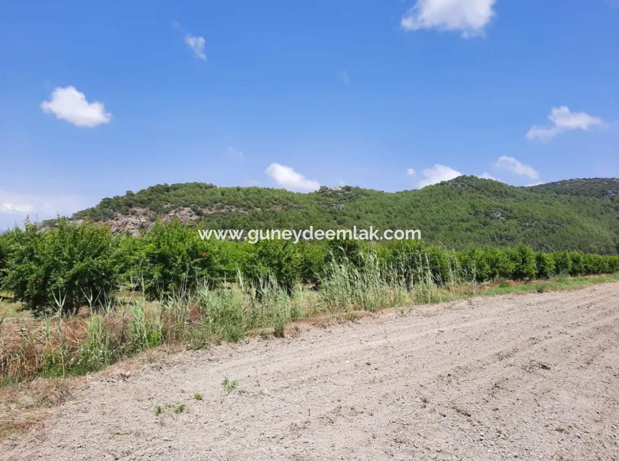 Muğla Ortaca Güzelyurtta Kiralık Verimli Arazi