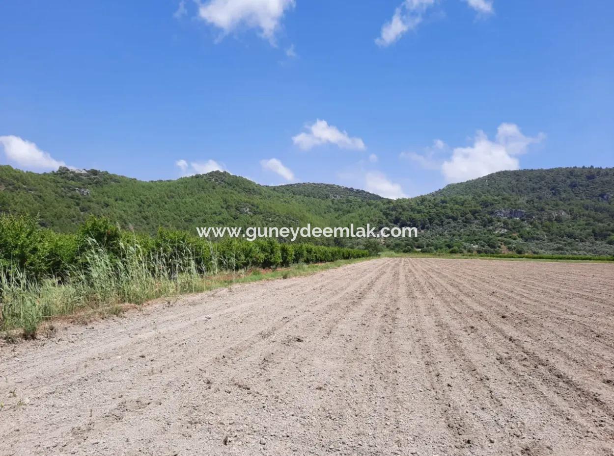Muğla Ortaca Güzelyurtta Kiralık Verimli Arazi