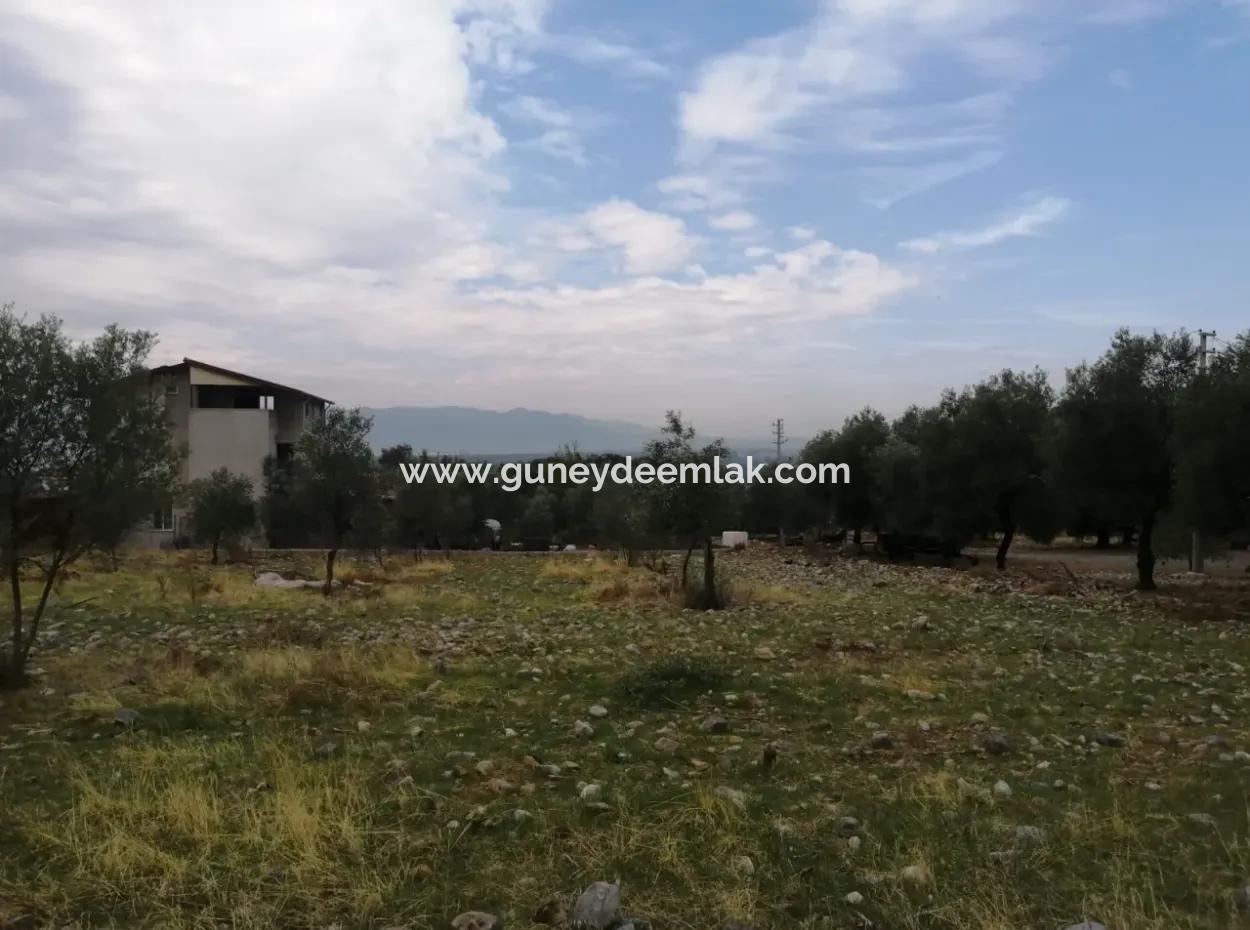 Muğla Köyceğiz Zeytinalanında Göl Manzaralı 2788 M2 Tarla Satılık