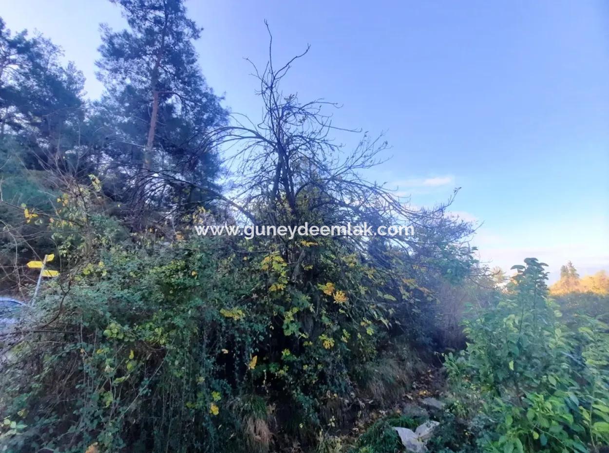 Ortaca Kemaliyede Satılık 7320 M2 Kelepir Limon Bahçesi