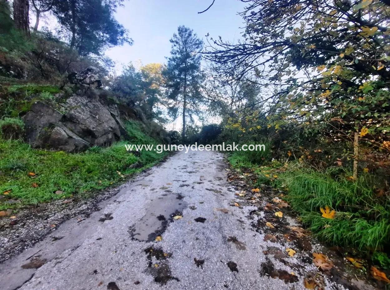 Ortaca Kemaliyede Satılık 7320 M2 Kelepir Limon Bahçesi