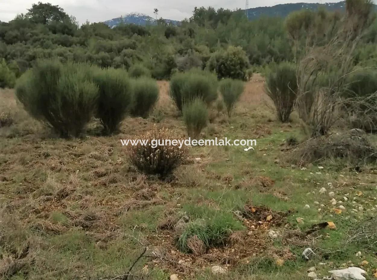 Muğla Dalaman Gürleyikte Satılık 30949 M2 Verimli Tarla