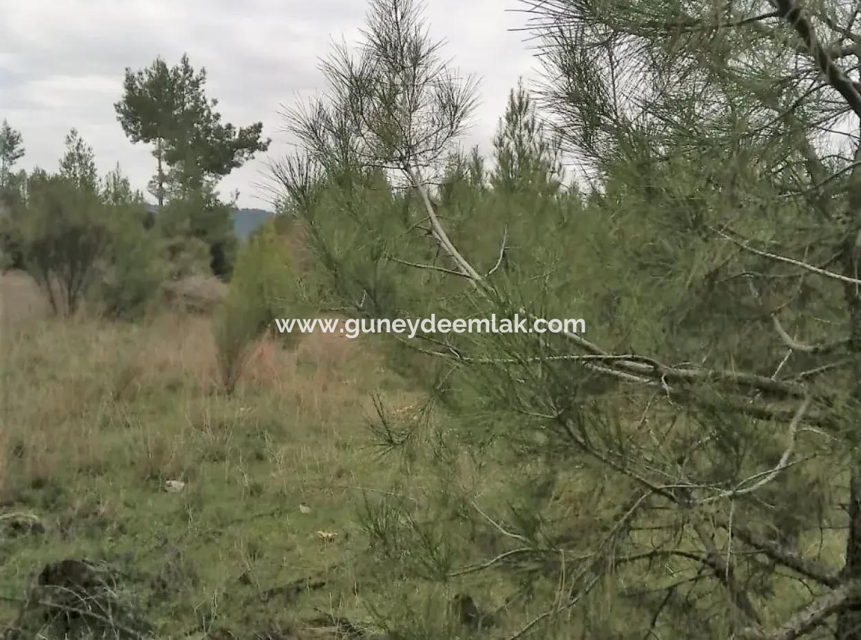 Muğla Dalaman Gürleyikte Satılık 30949 M2 Verimli Tarla