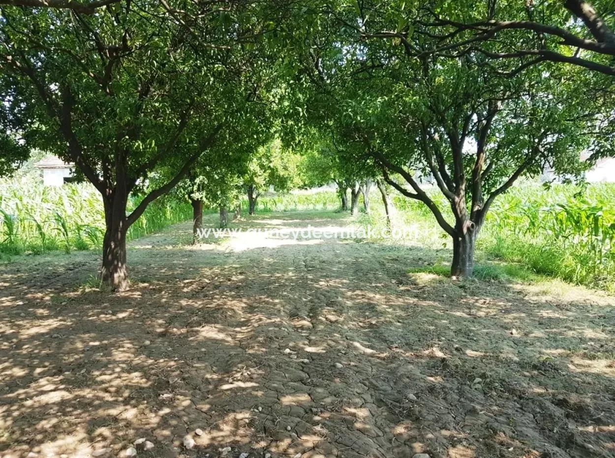 Dalamanda Satılık Ucuz Yatırıma Uygun Arsa