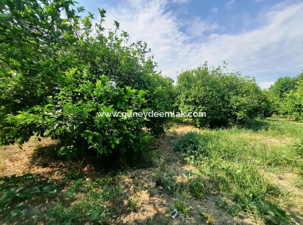 Ortaca Akıncıda Satılık 2500 M2 Arsada Köy Evi