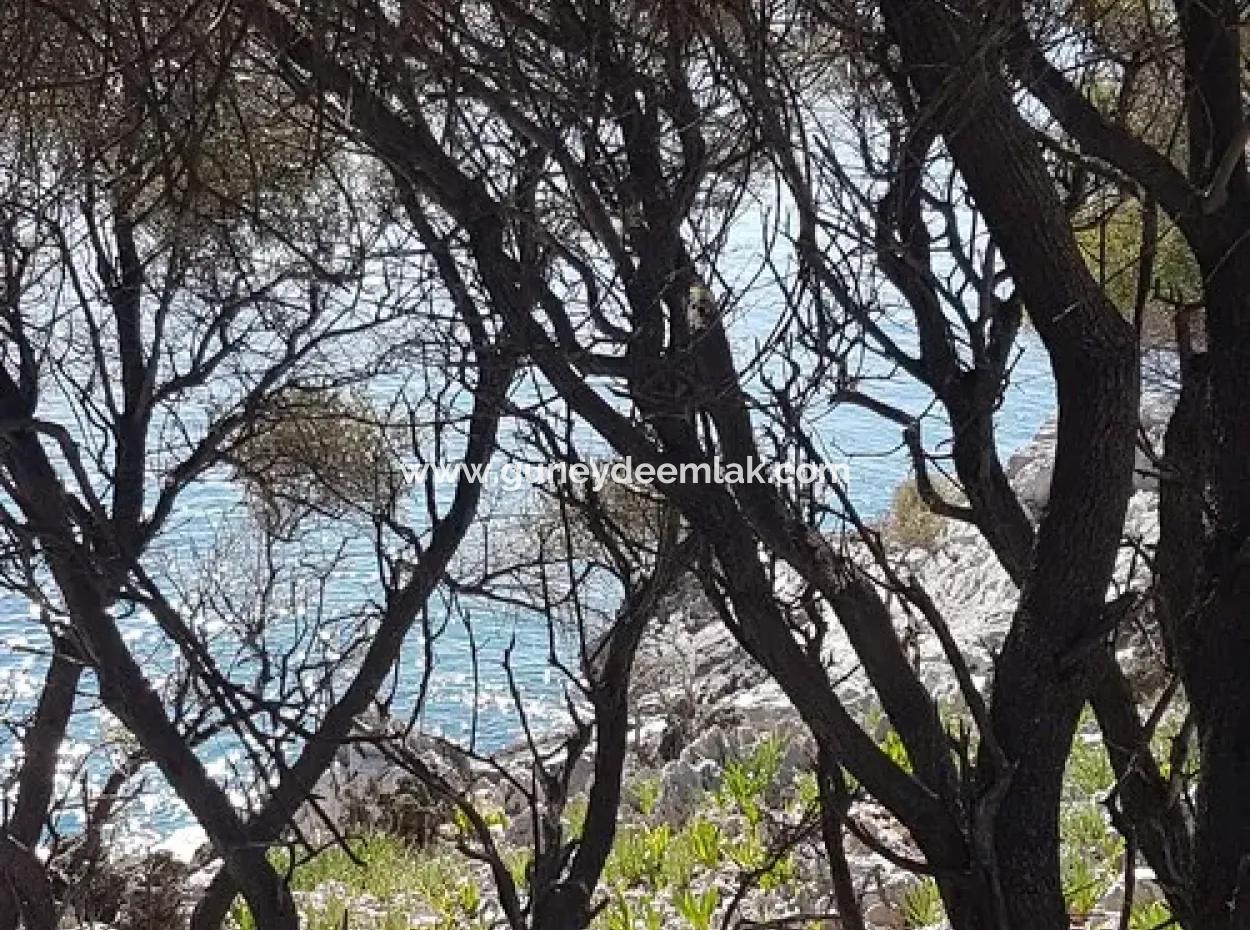 Dalyan, Gökbel De Denize Sıfır Müstakil 1 300 M2 Zeytinlik Satılık