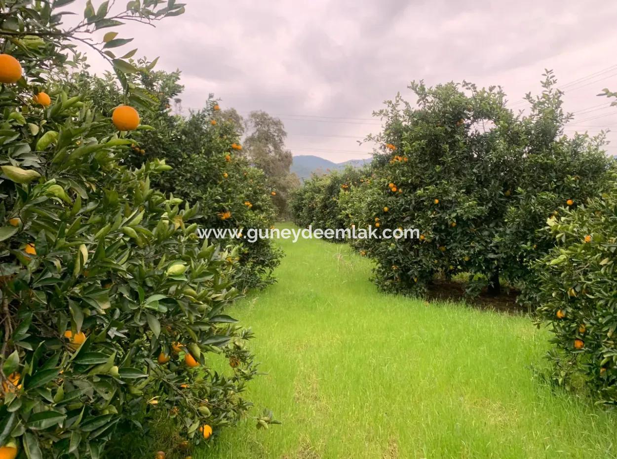 Ortaca Mergenlide  5134  M2 Ve Resmi 50 M2 İnşaata İzinli Narenciye Bahçesi Satılık