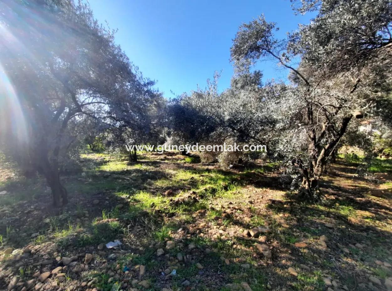 Köyceğiz Toparlarda 4 200 M2 Arsada Tek Katlı Müstakil Ev Satılık