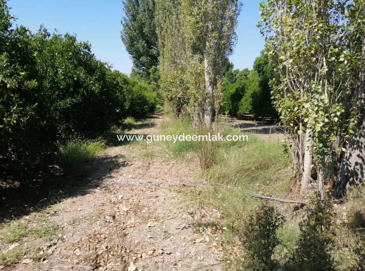 Köyceğiz Kavakarasında Satılık Tarla