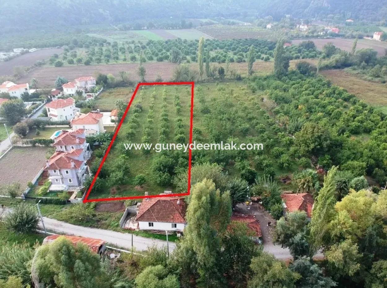 Muğla Ortaca Marmarlıda 4.000 M2  Limon Bahçesi 5 Yıllık Kiralık