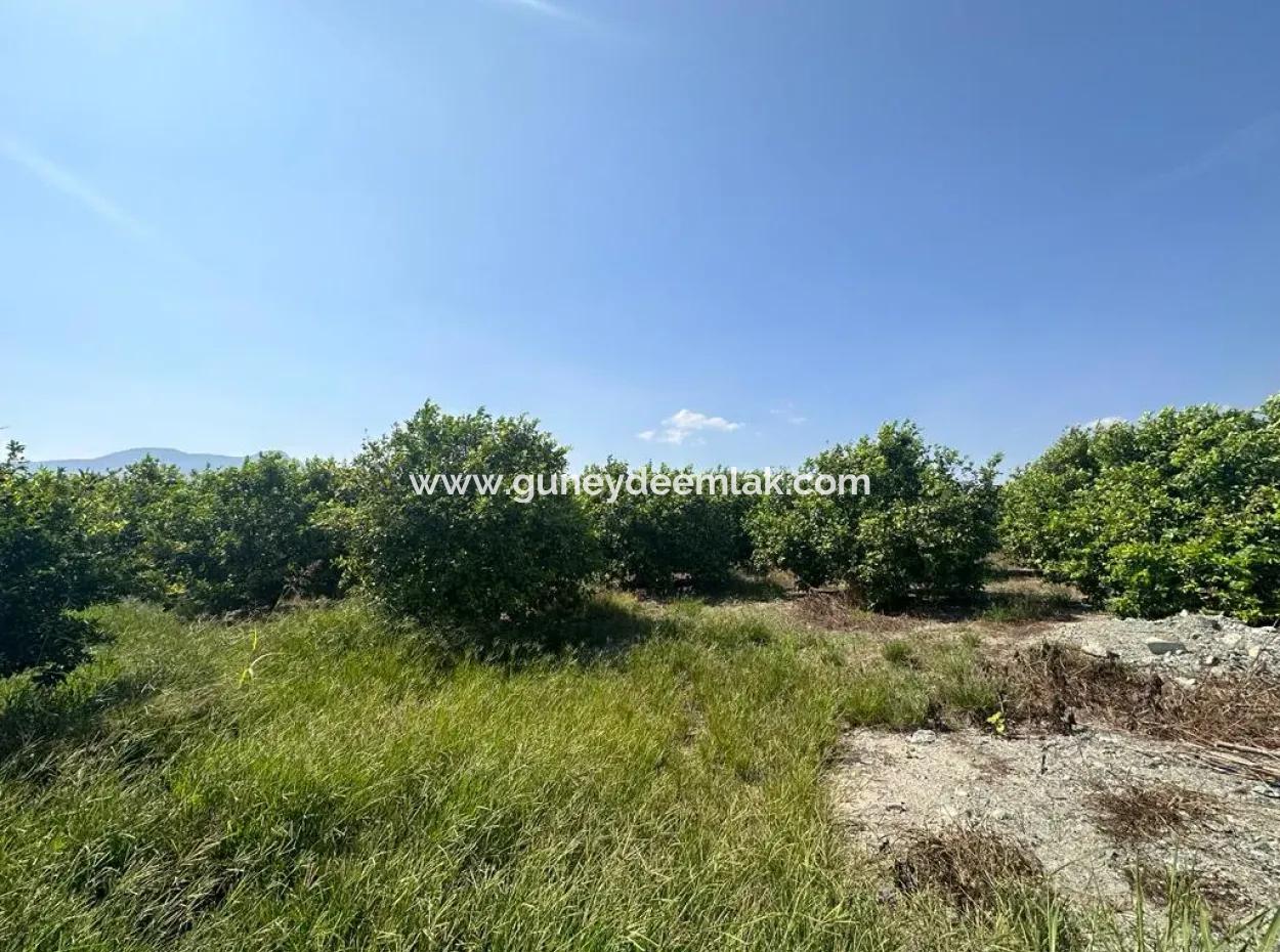 Dalyan Eskiköyde 15 000 M2 Limon Bahçesi Satılık