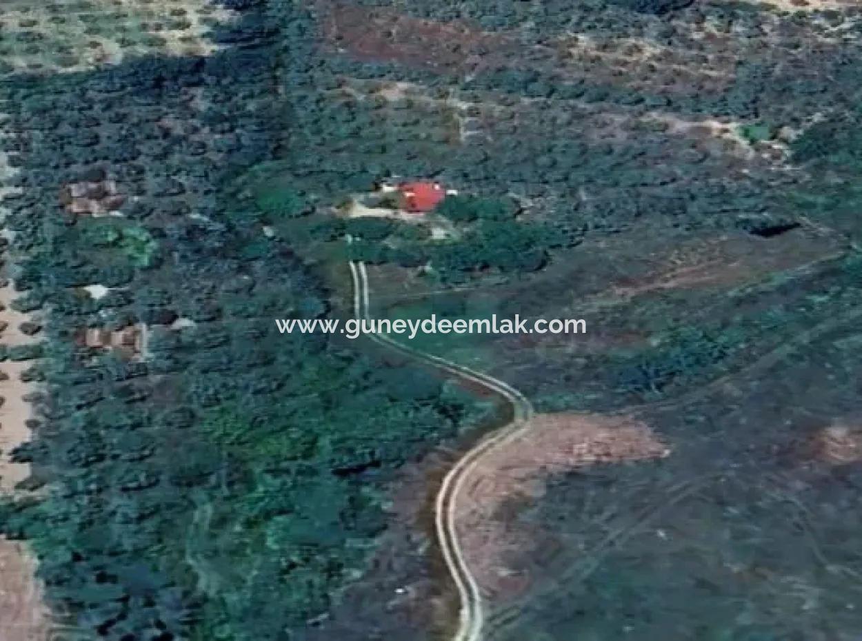 Muğla Menteşe Kafaca Da 6350 M2 Tarla Satılık
