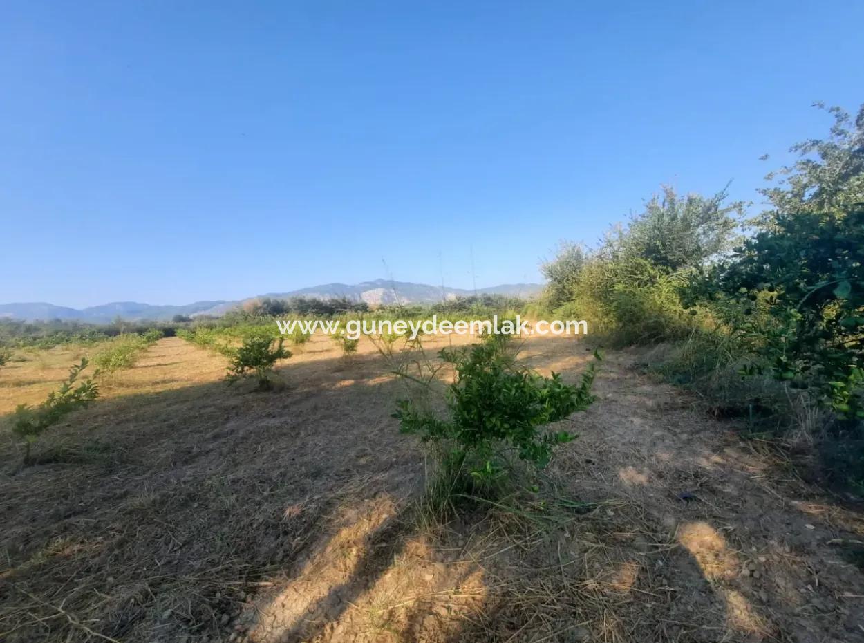 Ortaca Dikmekavak Da 5000 M2 Narenciye Bahçesi Satılık