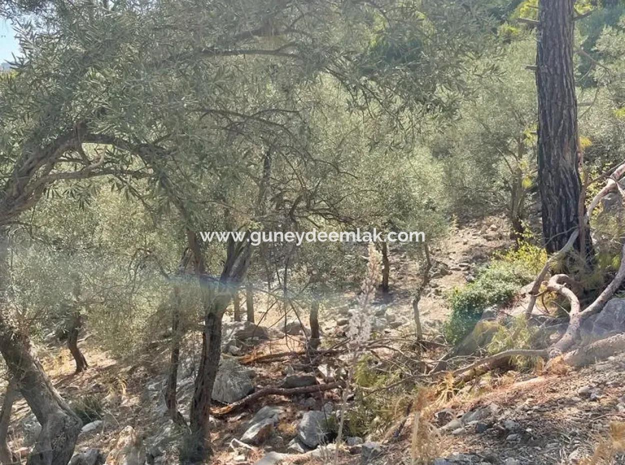 Muğla Köyceğiz Çandır Mah. 5000 M2 2B Tarla Satılık