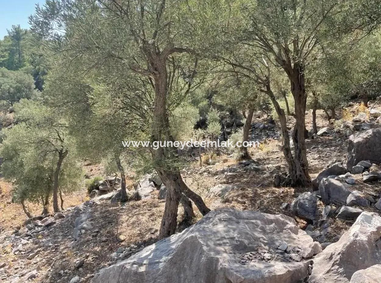 Muğla Köyceğiz Çandır Mah. 5000 M2 2B Tarla Satılık