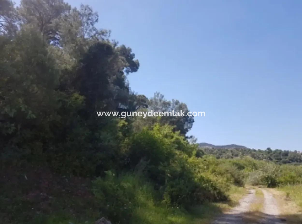 Dalyan Da Satılık Nar Bahçesi