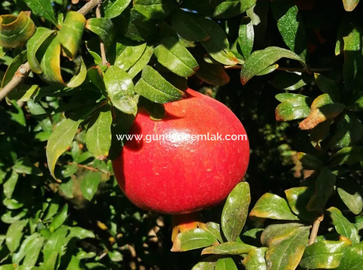 Ortaca Mergenlide 9831 M2 Hisseli Nar Tarlası Satılık