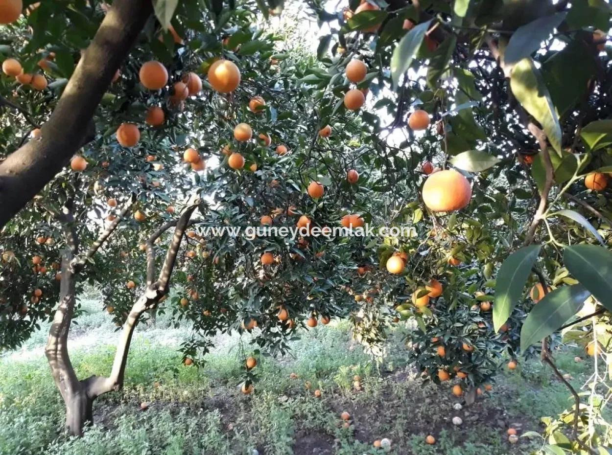 Köyceğiz Köyünde Satılık Bahçe