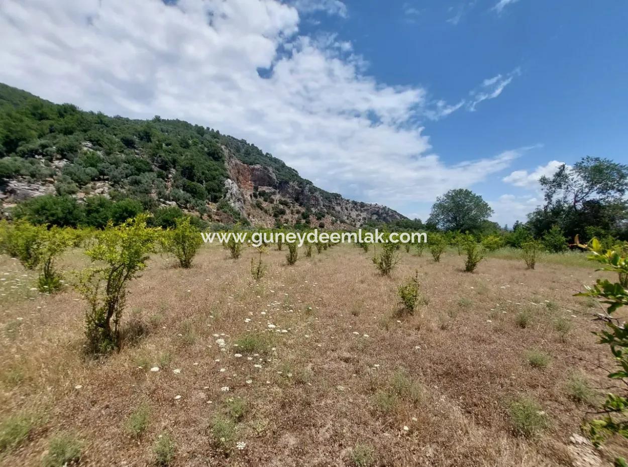 Köyceğiz Çandırda  Müstakil Tapulu 33.800 M2 Tarla Satılık