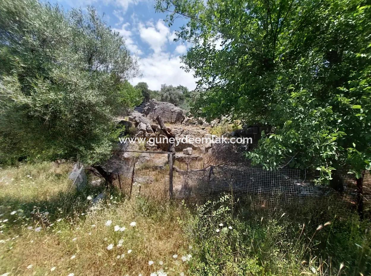 Köyceğiz Çandırda  Müstakil Tapulu 33.800 M2 Tarla Satılık