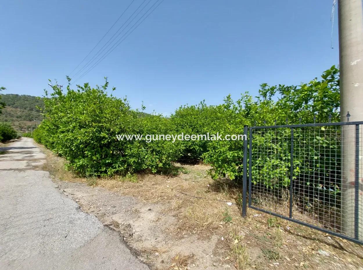 Muğla Ortaca Ekşiliyurtta Konut İmarlı Müstakil 2 000M2 Arsa Satılık