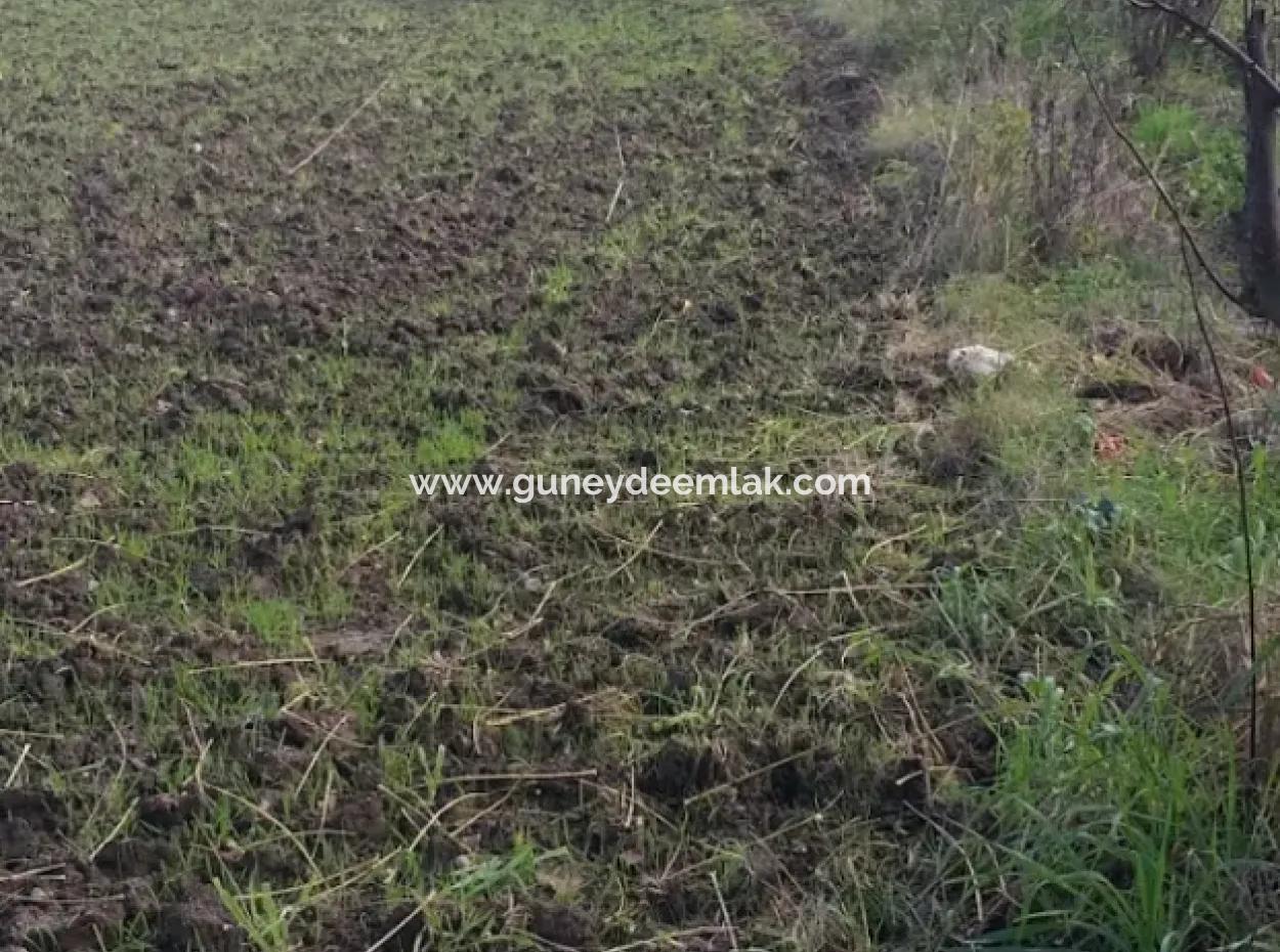 Muğla Köyceğiz Köyceğiz Mahallesinde 11 450 M2 Satılık Tarla