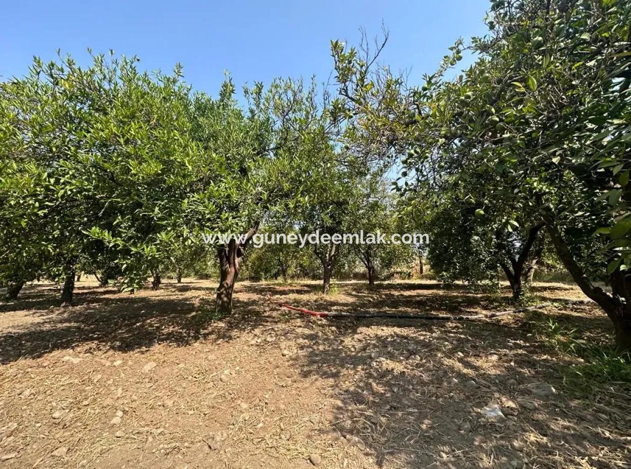 Köyceğiz - Köyceğiz Mah. 3+1 Eşyalı Müstakil Ev Kiralık