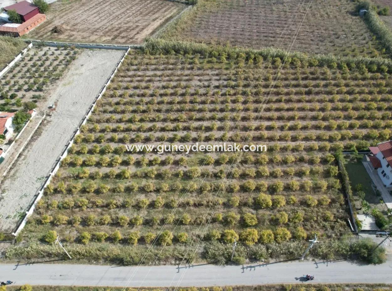 Muğla Dalyanda Kanala 2,Ci Parsel Müstakil 5.000 M2, 250 M2 İnşaat Hakkı Olan Arazi Satılık