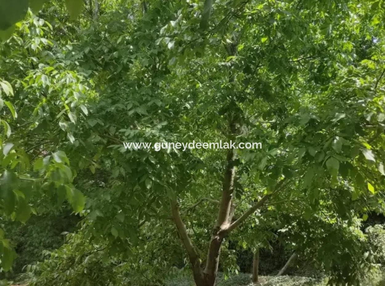 Çameli, Cevizlide 504 M2 Arsada Taş Köy Evi Ve 1042 M2 Müstakil Arsa Satılık