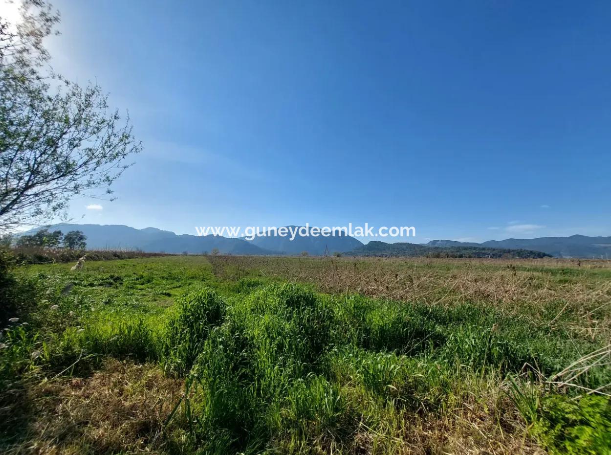 Muğla Ortaca Güzelyurtta Satılık Verimli 6.350 M2 Arazi