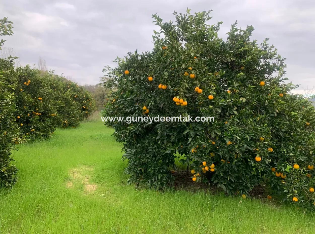 Ortaca Ekşiliyurtda 1084 M2 İmarlı Kelepir Arsa Satılık