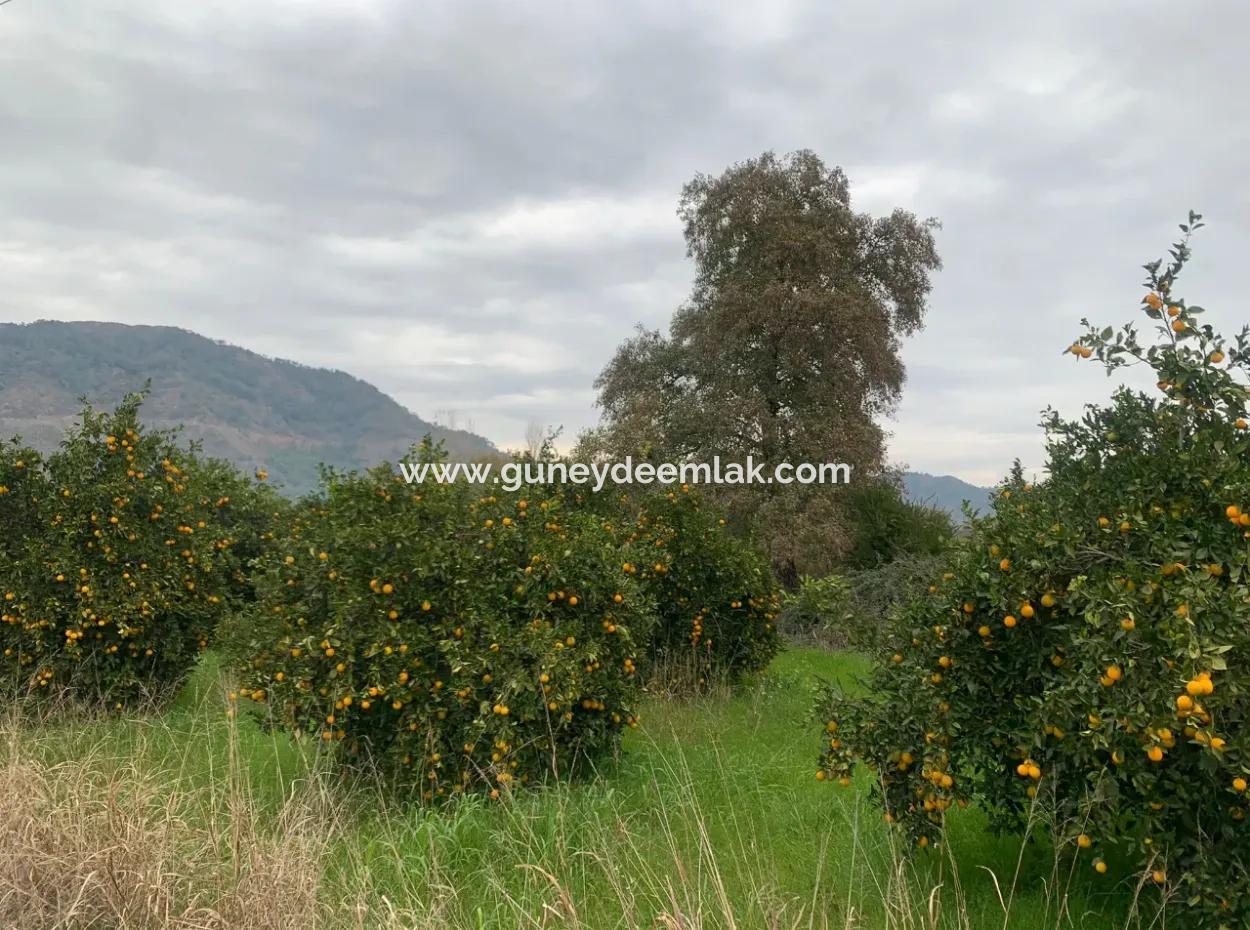 Ortaca Ekşiliyurtda 1084 M2 İmarlı Kelepir Arsa Satılık