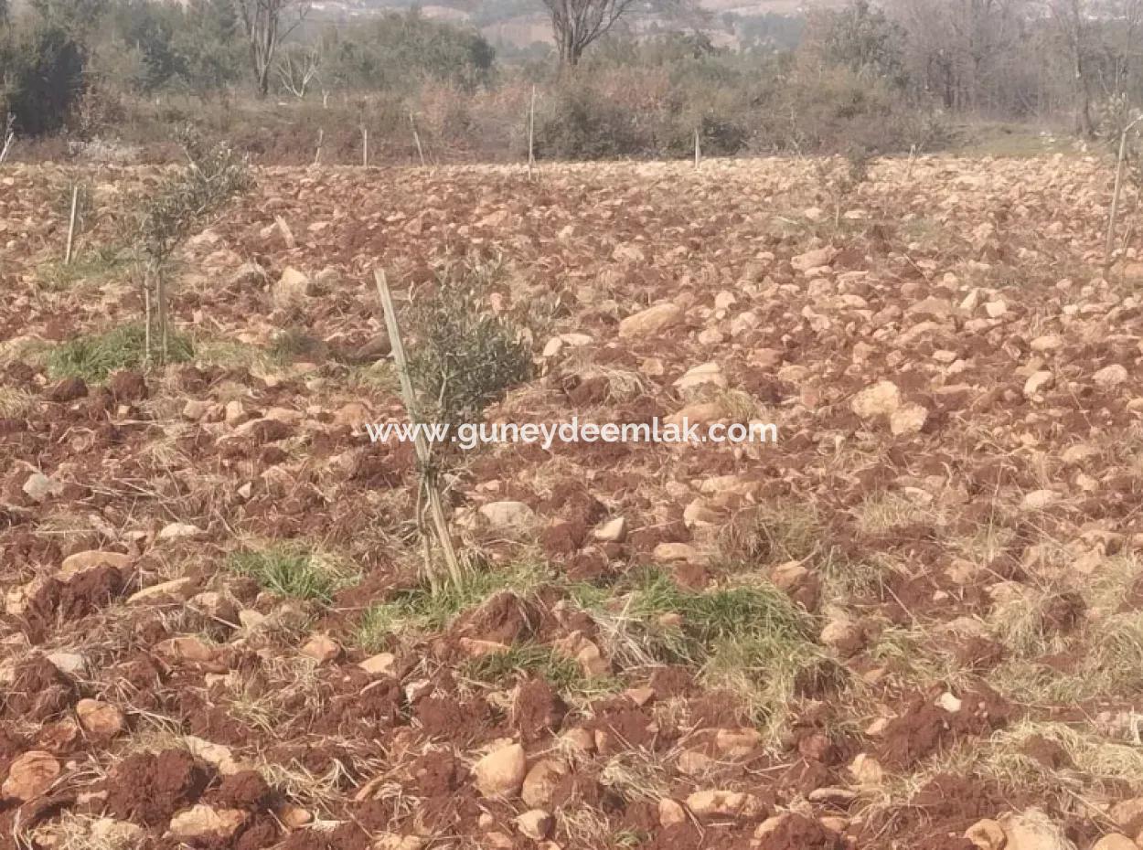 Denizli Beyağaç Cumhuriyette 3.030 M2 Müstakil Tapulu Tarla Satılık