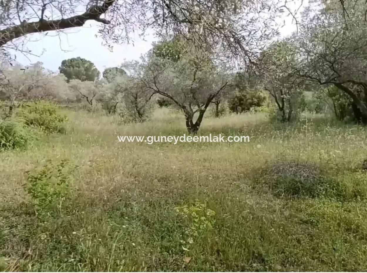 Muğla Menteşe Yaraş'ta Köy İçinde İmarlı 1228 M2 Arsa Ve Kargır Ev Satılık.   