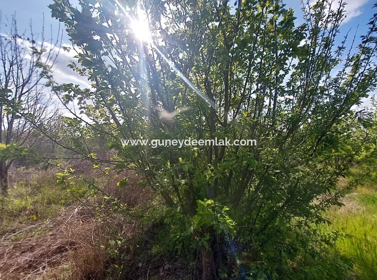 Muğla Ortaca Eskiköyde 12.805 M2 Hisseli Rızai Taksim Olan Tarla Satılık.