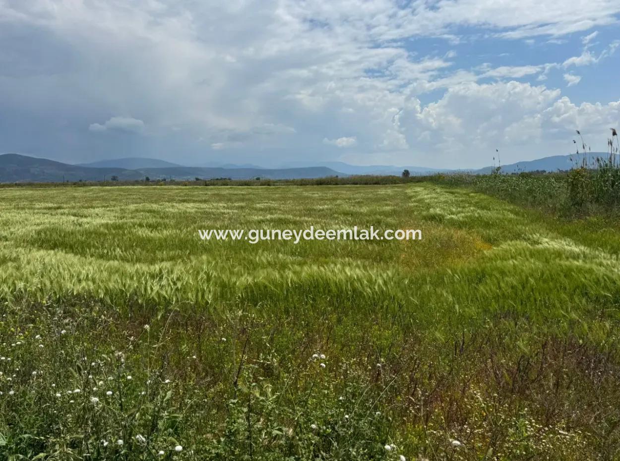 Milas Avşar  27.216 M2 Düz Verili Müstakil Arazi Acil Satılık, Teklife Açık