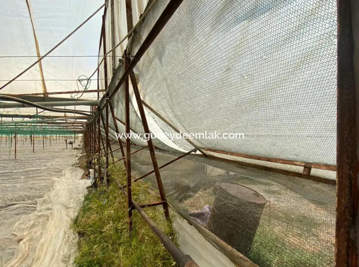 Ortaca Eskiköy De 5200 M2 Tarla İçinde Müstakil Ev Ve Sera Satılık