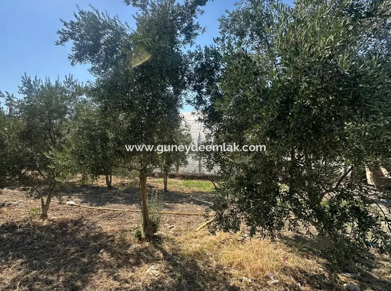 Ortaca Ekşiliyurt Da 538 M2 Arsa Satılık- 250 M2 İnşaat İzinli