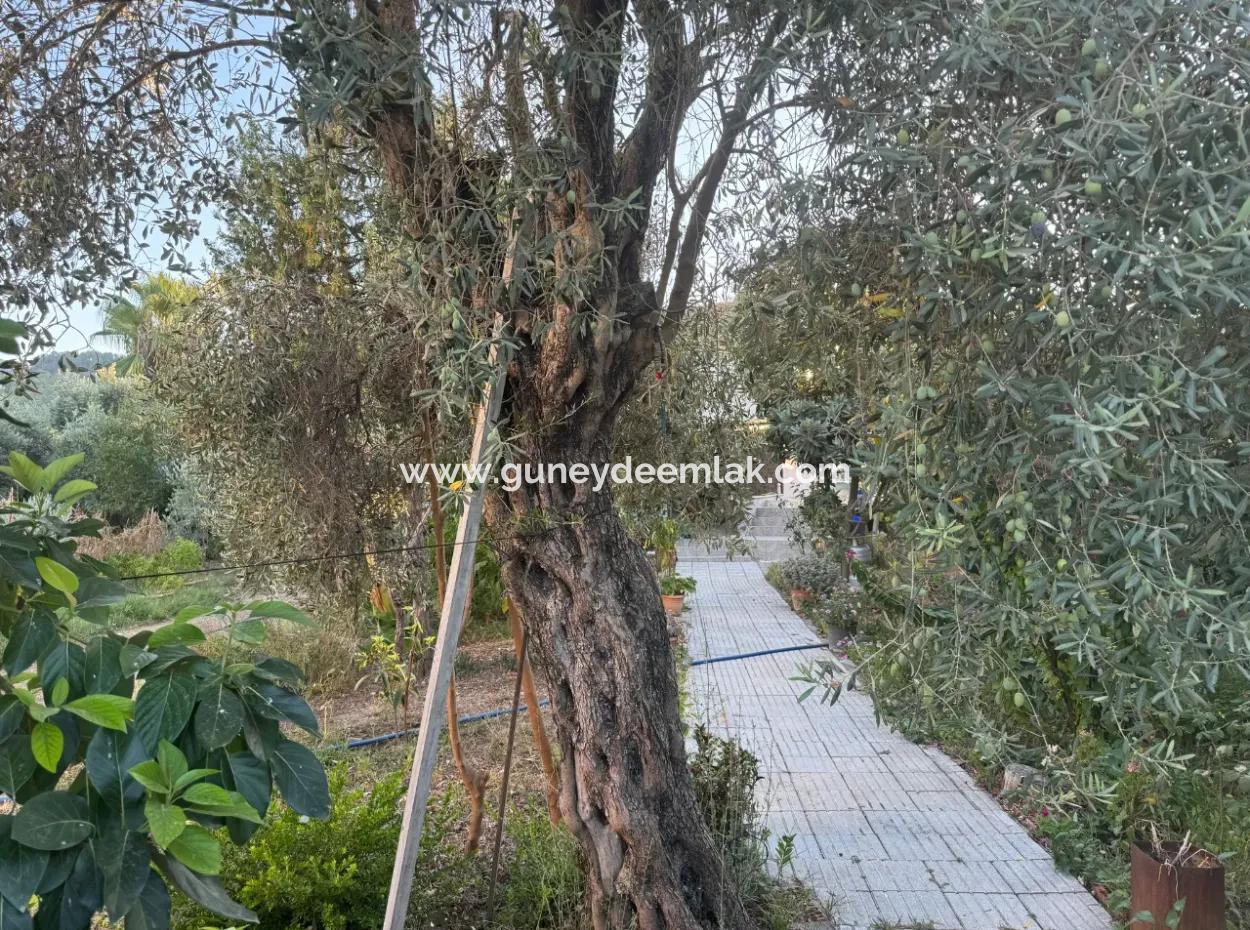 Muğla, Ortaca, Okçularda Konumu İyi  650 M2 Konut  İmarlı Arsa  Satılık