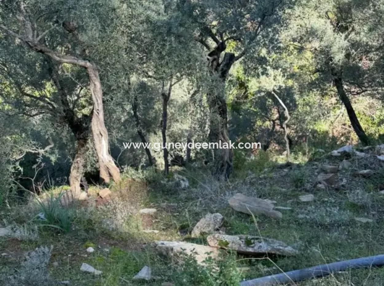 Muğla Milas Da 5 800 M2 Tek Tapu Müstakil Parsel Arazi Satılık