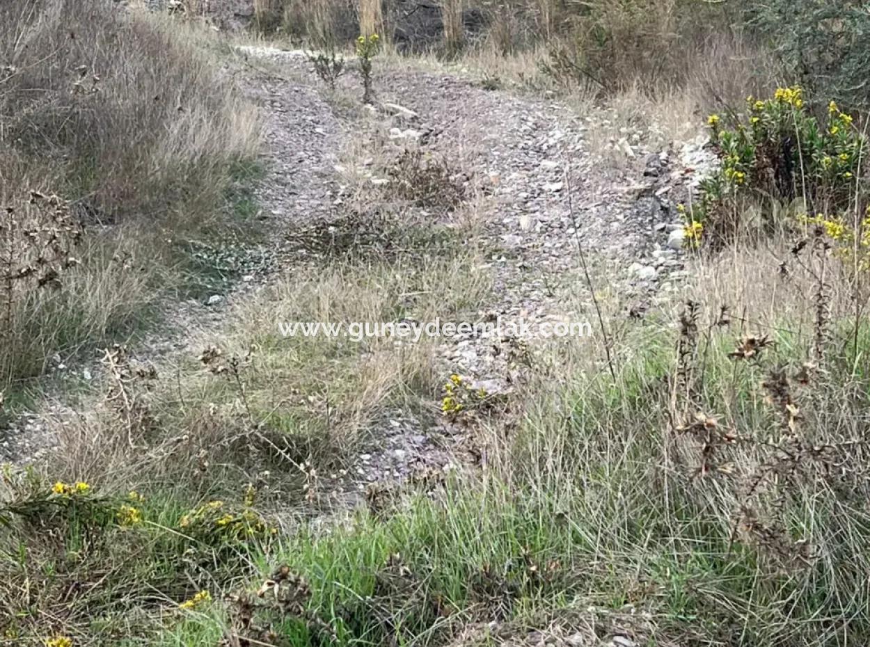 Muğla  Milas Çakıralan  Da 1.025 M2  Nitelik Zeytinlik Olan Arazi Satılık