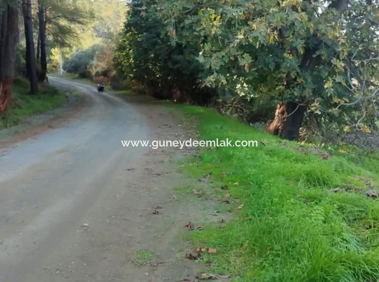 Muğla Ula Karabörtlende Kelepir 6 000 M2 Arazi Satılık